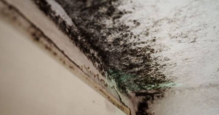 Black mould will vanish from your home if you do one thing 'for 15 minutes’