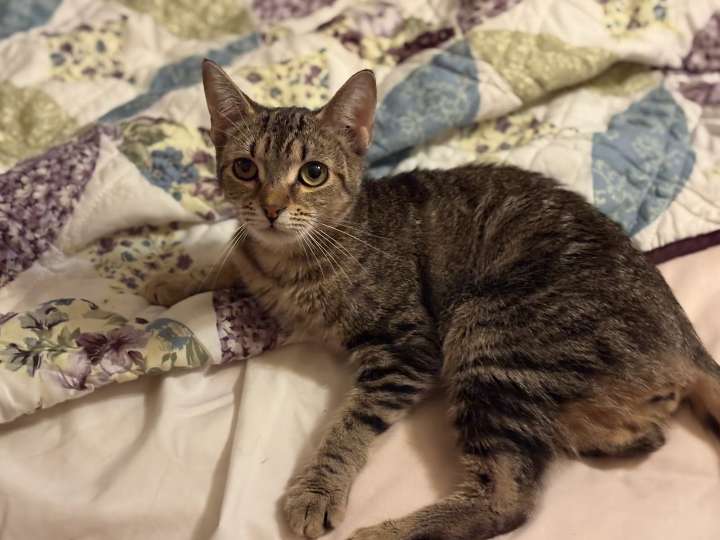 OCHS adoptable pet: Mimsy is ‘an absolute doll’