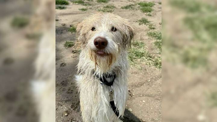 Nebraska Dog Returned 4 Times For His "Good Looks" Is Looking For A Family Who Gets Him