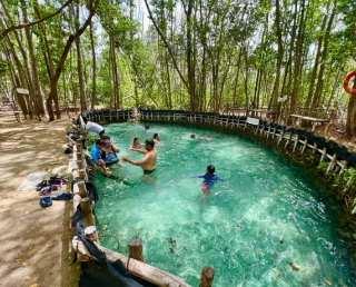 El corchito, un oasis natural entre manglares y cenotes en la costa yucateca