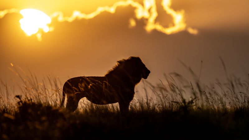 After surviving a horrific buffalo attack, these conservationists doubled down on protecting nature