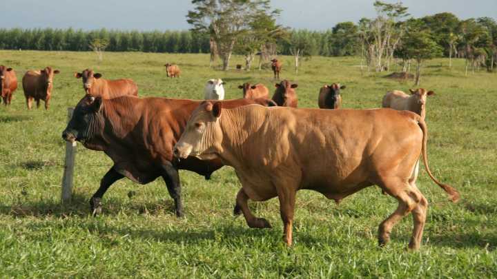 Los ganaderos exigen políticas que "les regulen", pero también que "les respeten"