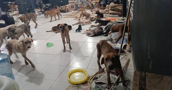 Denuncian irregularidades en sacrificios de animales en el Centro de Bienestar de Cancún