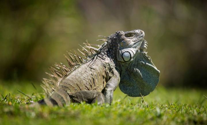Alerta en Florida por caída de iguanas a causa de la ola de frío