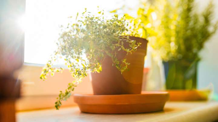 How To Grow Lemon Thyme Indoors And Actually Keep It Alive