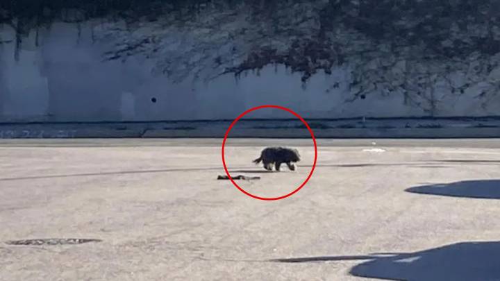 Driver Hits The Brakes After Spotting Something Moving On A California Road