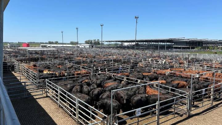 Vacunos. Selectividad y precios con altibajos en el Mercado Agroganadero de Cañuelas
