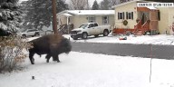 Escaped bison safely returned to Irasburg farm