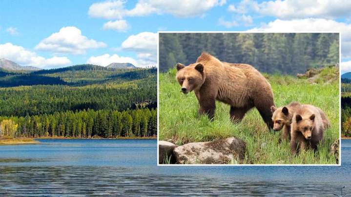 Female Grizzly And Two Yearlings Charge Montana Hunters, Two Bears Shot And Killed