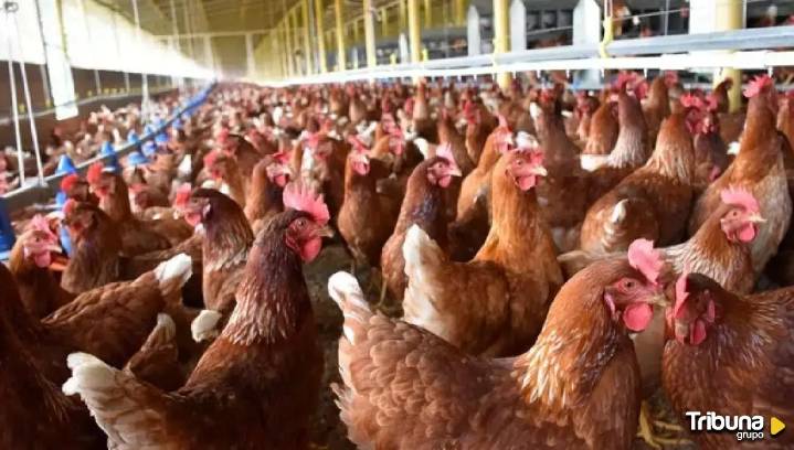 España intensifica la lucha contra la gripe aviar tras el sacrificio de mas de dos millones de aves en Valladolid