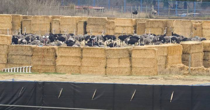 Gunshots herald ostrich cull after police limit access to British Columbia farm