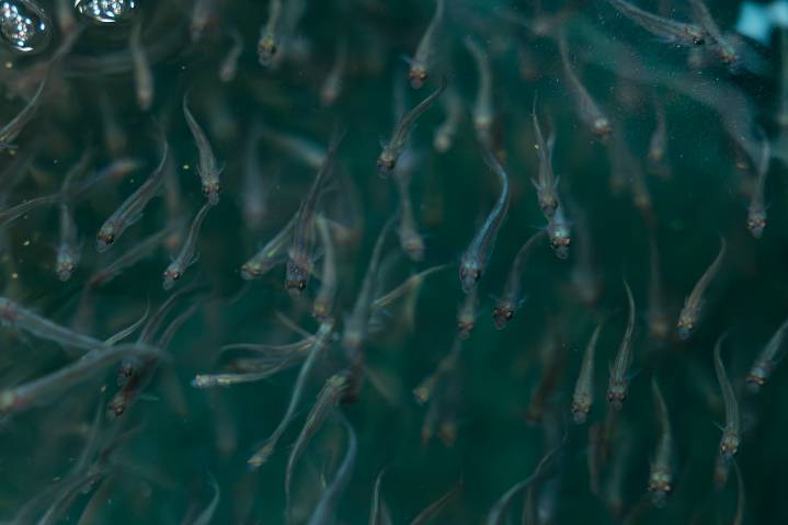 Bill would inject $500M into Great Lakes invasive mussel fight