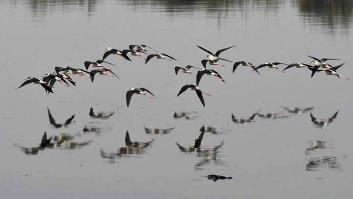 After a Decade, Rare Birds Come Back as Migrant Numbers Jump in Pune