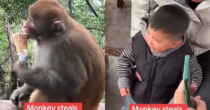Chimpancé le roba el helado a un niño y se lo come frente a él sin remordimiento alguno