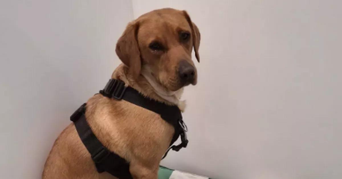 Scottish dog left fighting for life at vets after being bitten by poisonous snake