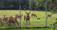 Horror as 'iconic stag' decapitated in park by intruders 