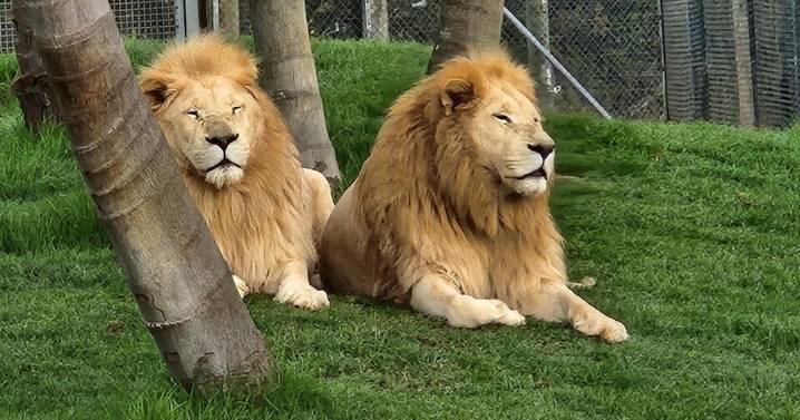 New Zealand wildlife park to euthanize 7 lions, citing financial troubles: "No real options left"