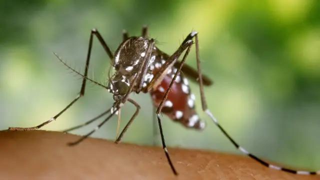 Alerta, por qué Aedes Vittatus es una plaga peligrosa en México