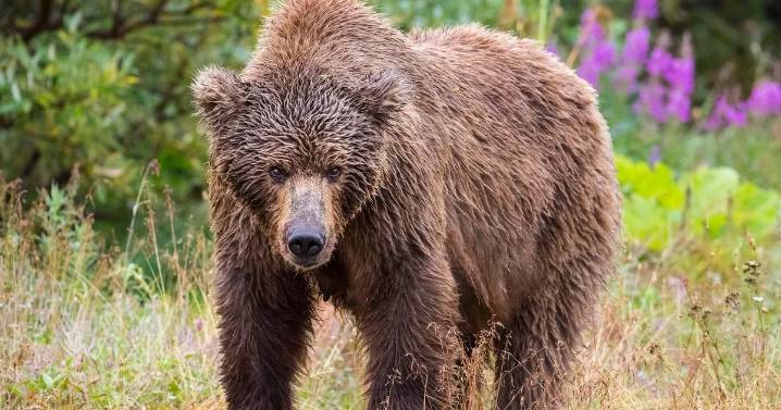 Terrifying moment woman came face-to-face with bear on solo hike in the Alps