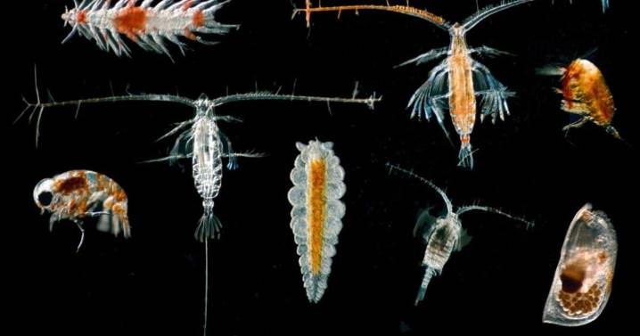 Deep-sea mining threatens essential marine life in ‘twilight zone’