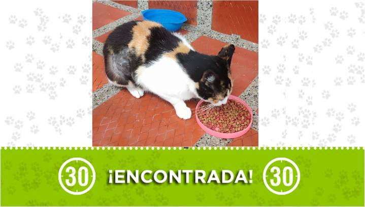 ¡Urgente! Gatica recién esterilizada fue encontrada solita en el barrio La Libertad de Medellín