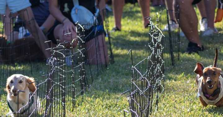 Gulf Coast Humane Society celebrates 80 years with 80s