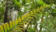 Scientists Find A Fern That Accumulates Rare Earth Elements Needed For Batteries And Green Technology