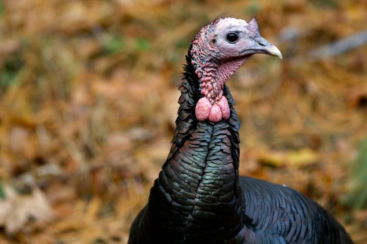 This local barn invites visitors to cuddle with turkeys this Thanksgiving