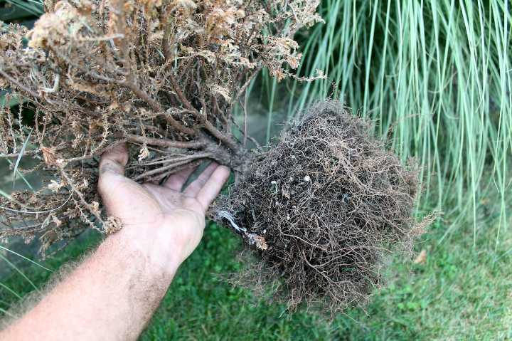 Your dead plants can teach you how to garden better next year