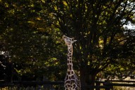 Government employees get free admission to Virginia Zoo