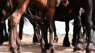 Crueldad desmedida: Caballo muere por agotamiento en San Gil