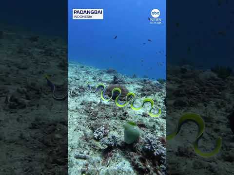 Electric-blue ribbon eel stuns divers off the coast of Indonesia