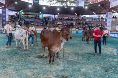 Feria Nacional Cebú 2025 establece récord histórico en Pereira