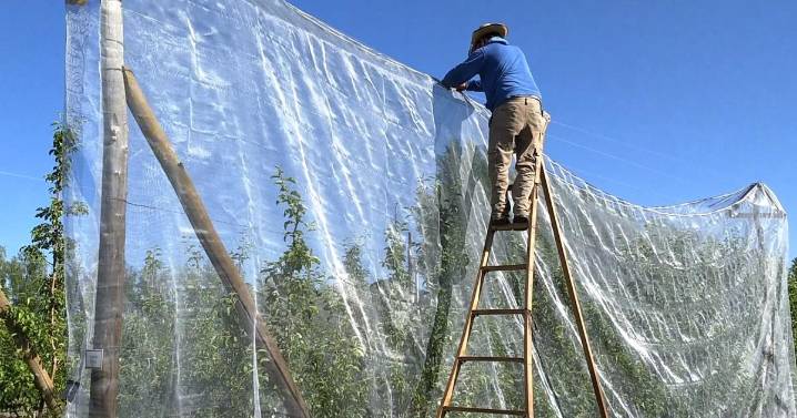 El costo de poner mallas antigranizo en el Alto Valle: en cuántos años se recupera la inversión