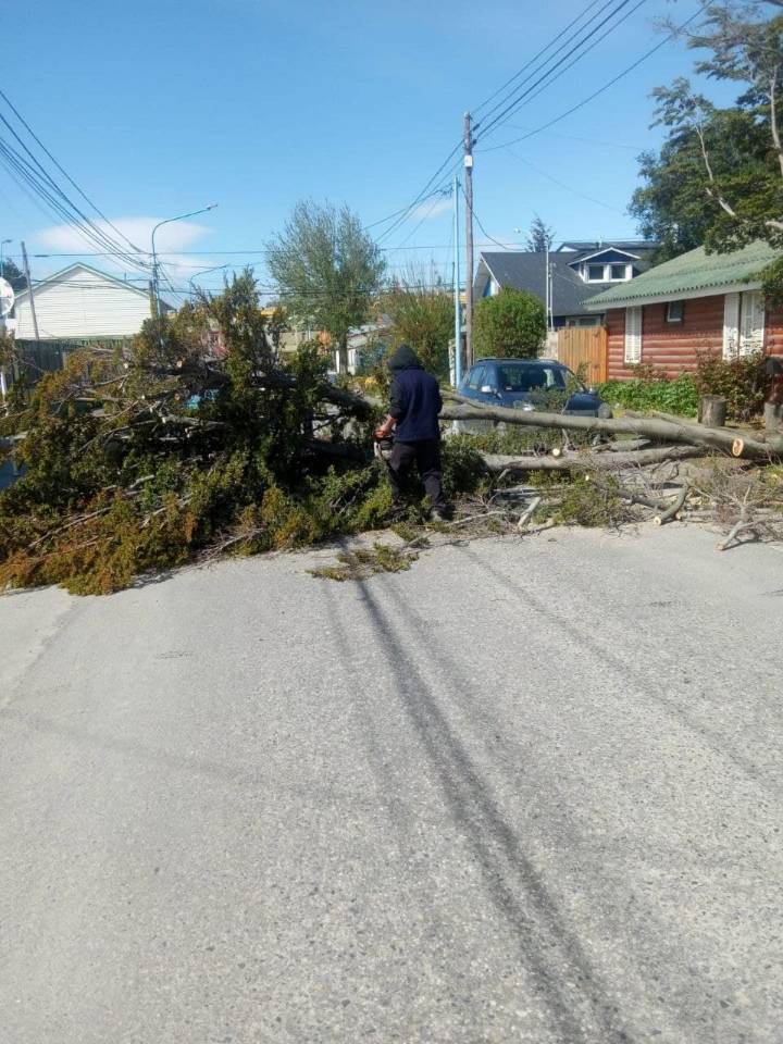 La Municipalidad de Ushuaia intervino ante caída de árboles por el temporal de viento