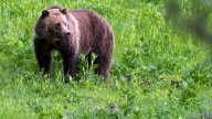 In the wake of Bella Coola bear attack, some call for B.C. to revisit ban on grizzly hunt