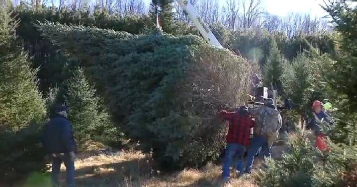 Oconto County trees to decorate Wisconsin Capitol