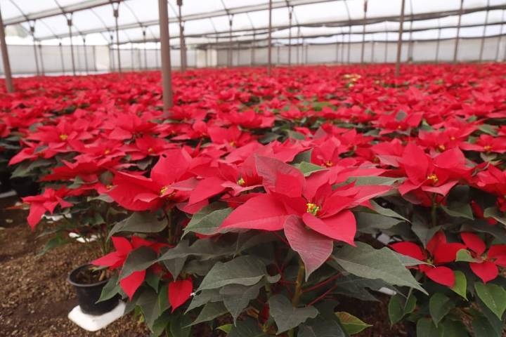 Proyecta Tlaquepaque inversión de 6.5 millones de pesos en apoyos agropecuarios para 2026