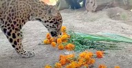 Cempasúchil despierta los sentidos de animales en el Zoológico de Morelia