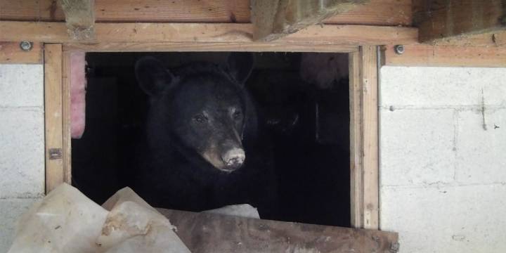 How can you deter denning bears from moving in this winter