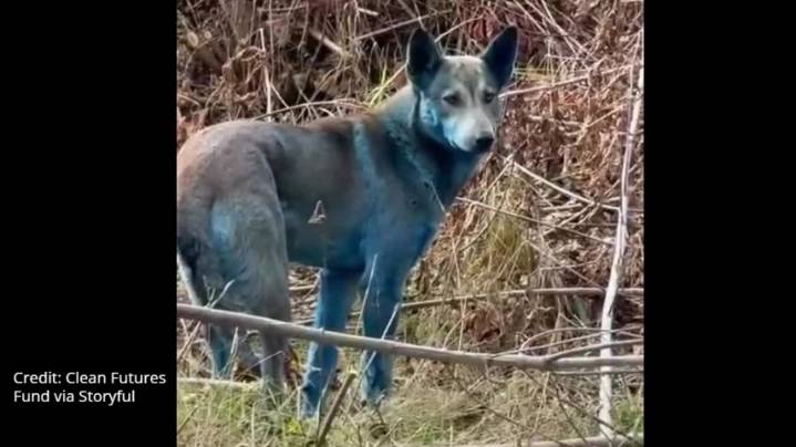 Watch: 'Blue dogs' seen roaming Chernobyl exclusion zone