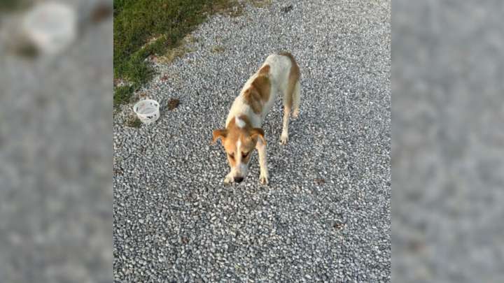 Dog Found Waiting For Someone On A Rural Illinois Road, And The Reason Is Heartbreaking