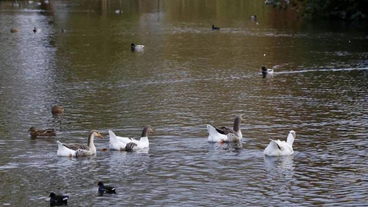 Un laboratorio de Madrid analizará el foco de gripe aviar del parque Isabel la Católica de Gijón