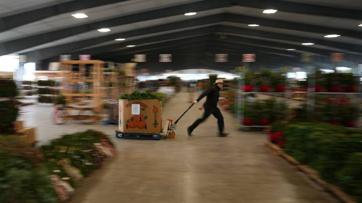 Christmas tree sellers start the season at Pa. wholesale auction