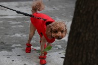 When Is It Too Cold for Your Dog? Signs They May Need a Winter Coat