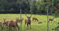 Stag found beheaded at Co Dublin park as cruel killing met with horror