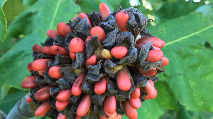 5 tips to know when propagating trees and shrubs from seeds