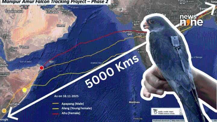 Apapang, Alang and Ahu – The three tiny Amur falcons finish 5,000 km journey in a record 5 days