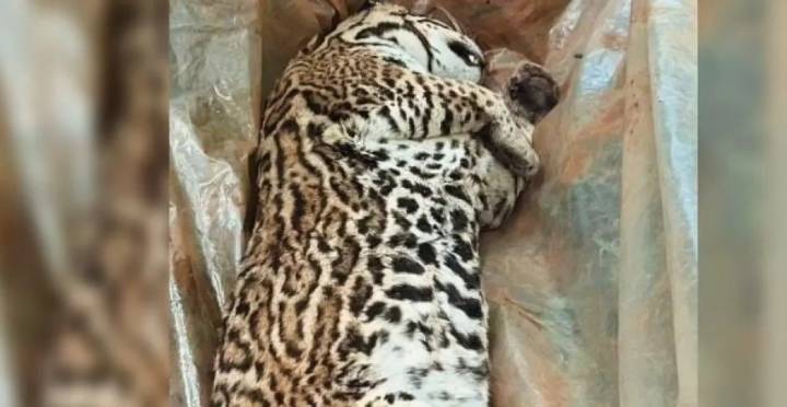 Andresito: hallan muerto a un gato onza atropellado en el Paraje Itatí