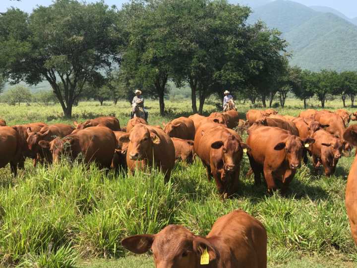 Aplicarán 800 millones a cadena productiva de carne en Tamaulipas, tras cierre de frontera por EU